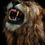 The lion roars fiercely with visible teeth.