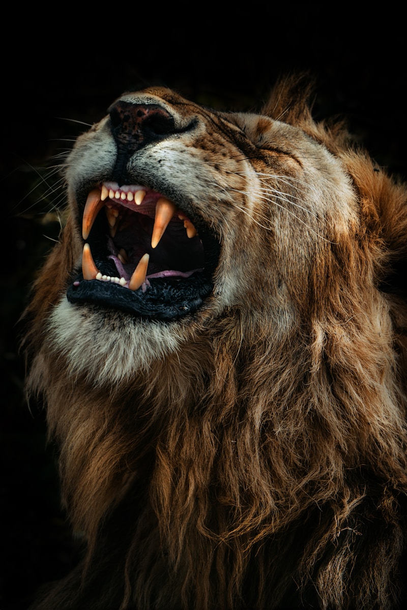 The lion roars fiercely with visible teeth.
