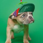 Cute puppy in a colorful cap looks curious.