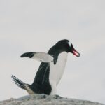 A penguin stands with its wings outstretched.