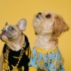 Two fashionable dogs look up on a yellow background.