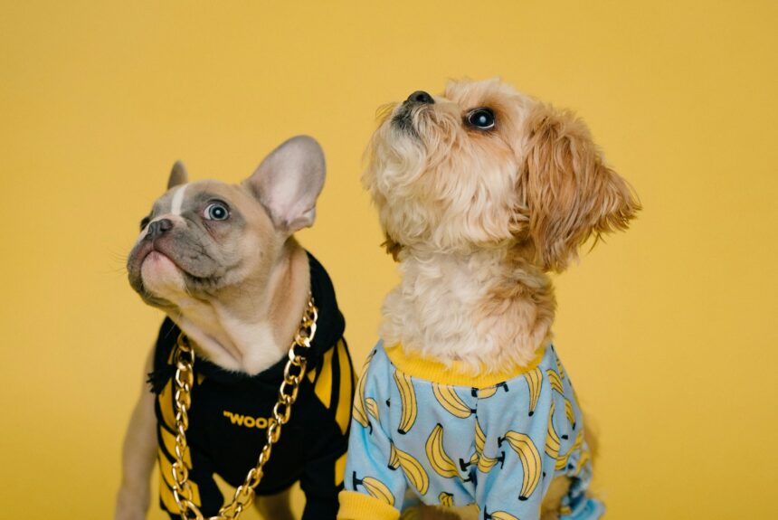 Two fashionable dogs look up on a yellow background.